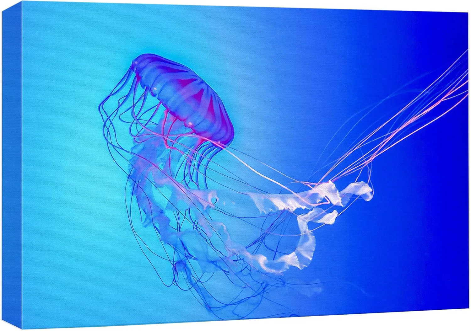 Trusted wall26 Canvas Print Wall Art Vibrant Neon Blue Pink Jellyfish Deep Sea Nature Animals Photography ism Rustic Scenic Landscape Wilderness Earth Colorful for Living Room Bedroom Office - 32 x48 Natural
