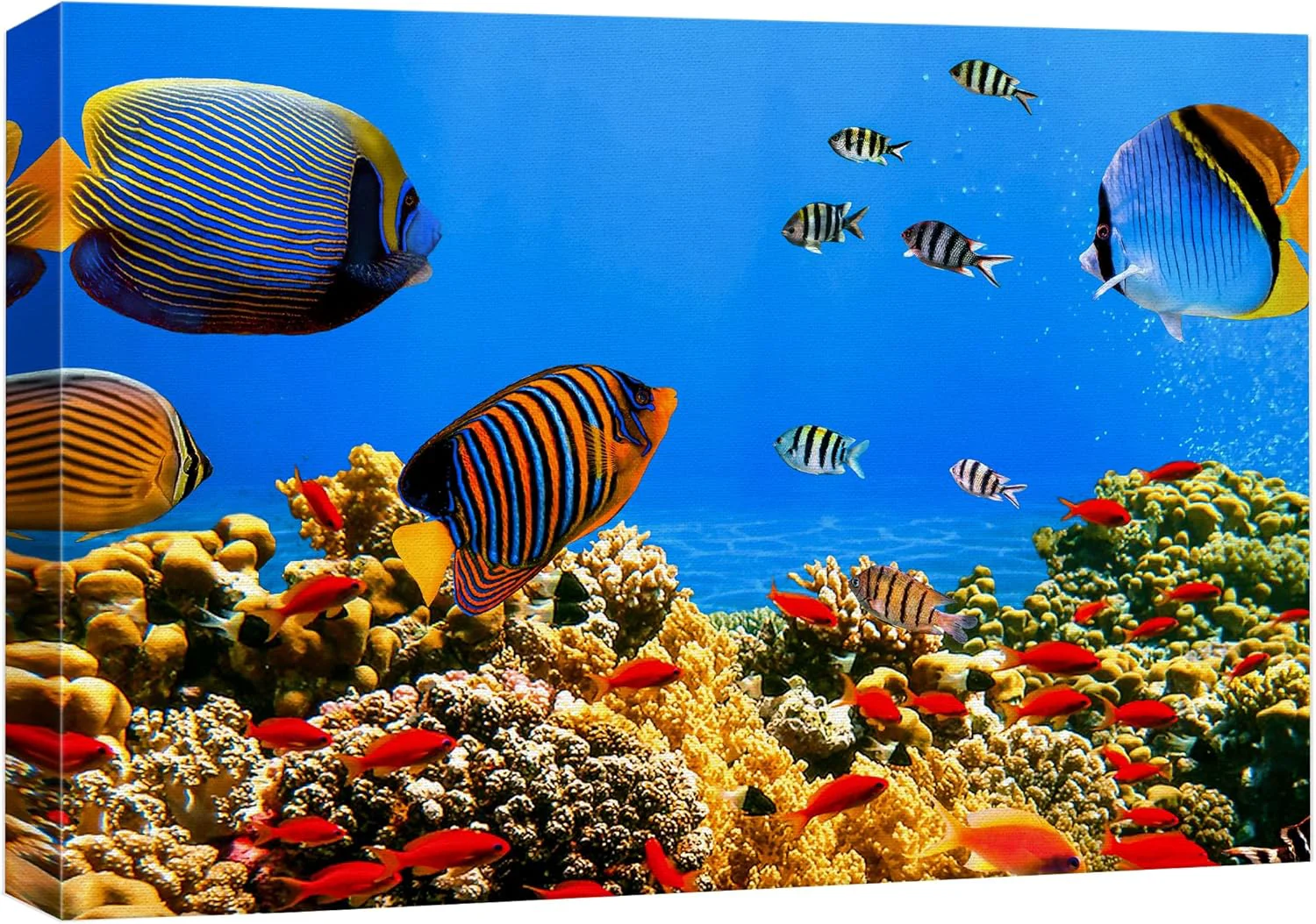 Certified wall26 Canvas Print Wall Art Tropical Island Underwater Fish Red Anemone Nature Animals Photography ism Rustic Scenic Landscape Wilderness Colorful for Living Room Bedroom Office - 12 x18 Modern