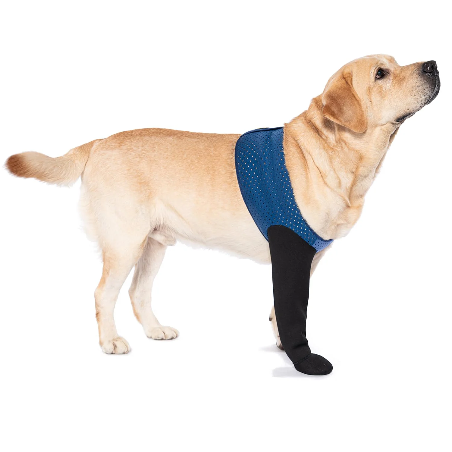 Detailed Coodeo Dog Socks Healing Boots — Non-Slip Waterproof Paw Protectors for Licking Prevention Genuine