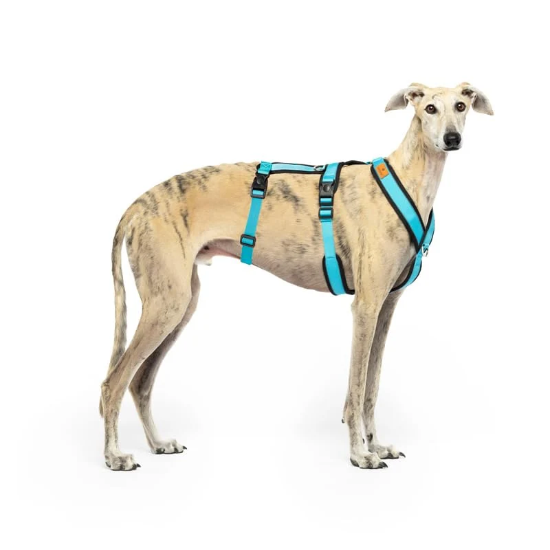 Selected CandyPet 3-Point Anti-Escape Harness for Sighthounds – Safe Breathable Reliable