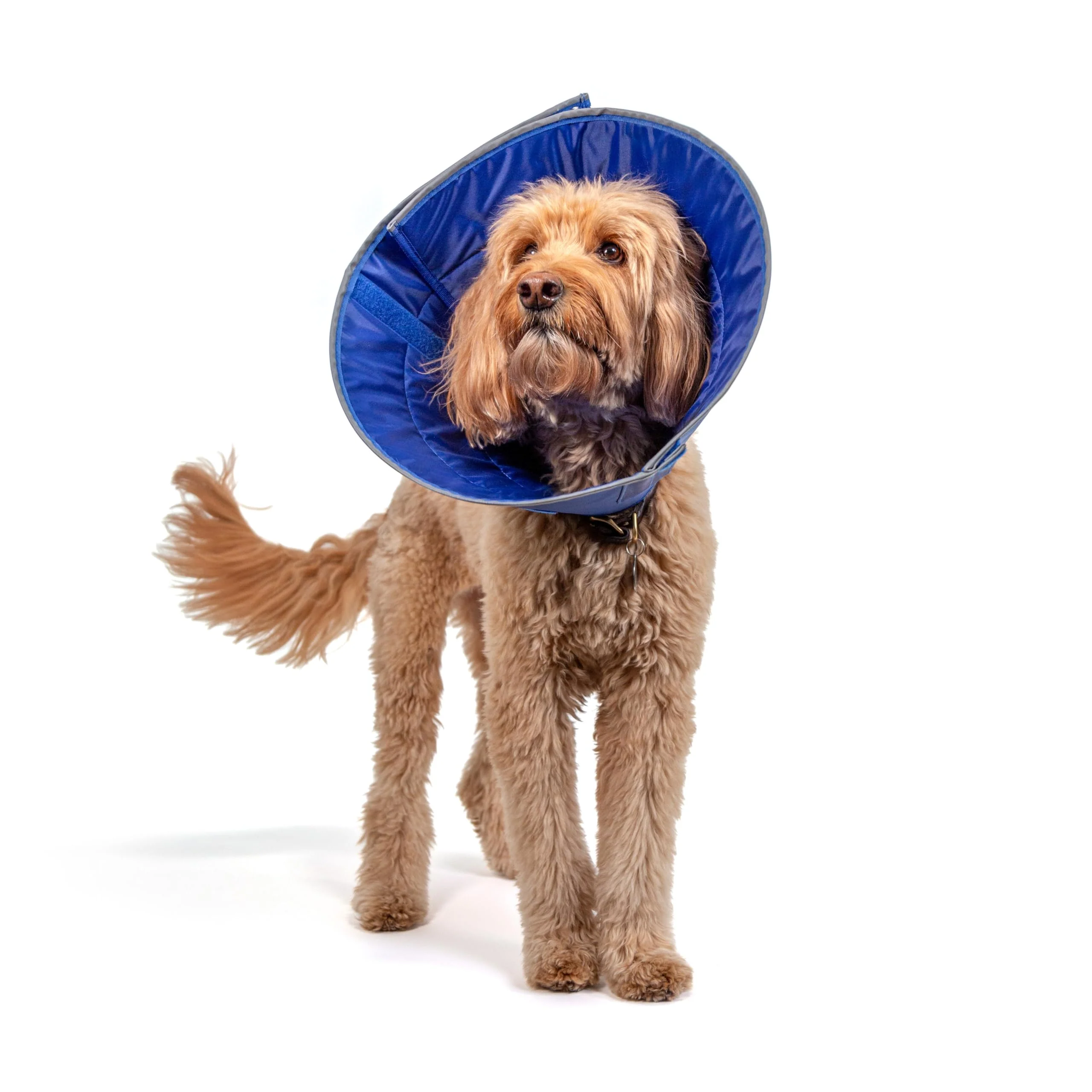 Sustainable Calm Paws Dog Caring Collar with Calming Disk Large – Comfort Protection Calming Premium