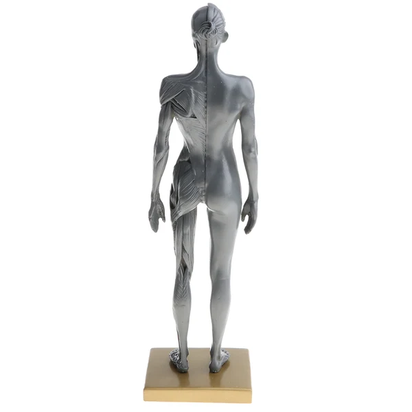 Quality Maxbell Female Anatomy Figure Superficial Muscle Anatomy Model Lab Ornament - Gray Solid