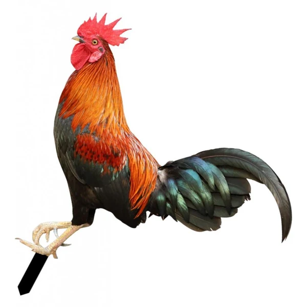 Smart Maxbell Rooster Animal Statue Ornament Garden Stakes Standing Sculpture for Patio Color B Official