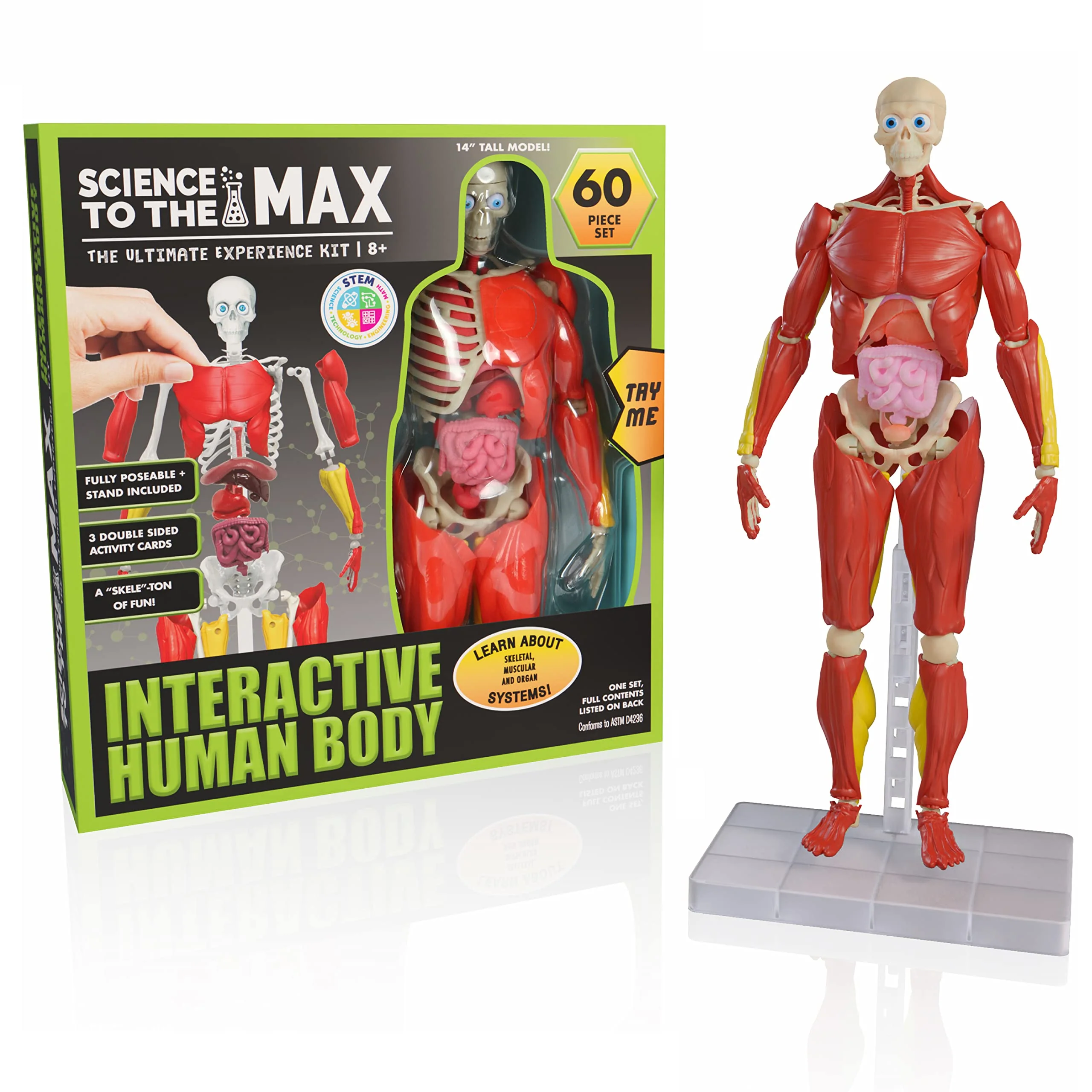 Functional Be Toys Interactive Human Body – 60-Pc 14 Anatomy Model with Removable Muscles Organs Bones – STEM Toy for Kids Ages 8 Enhanced