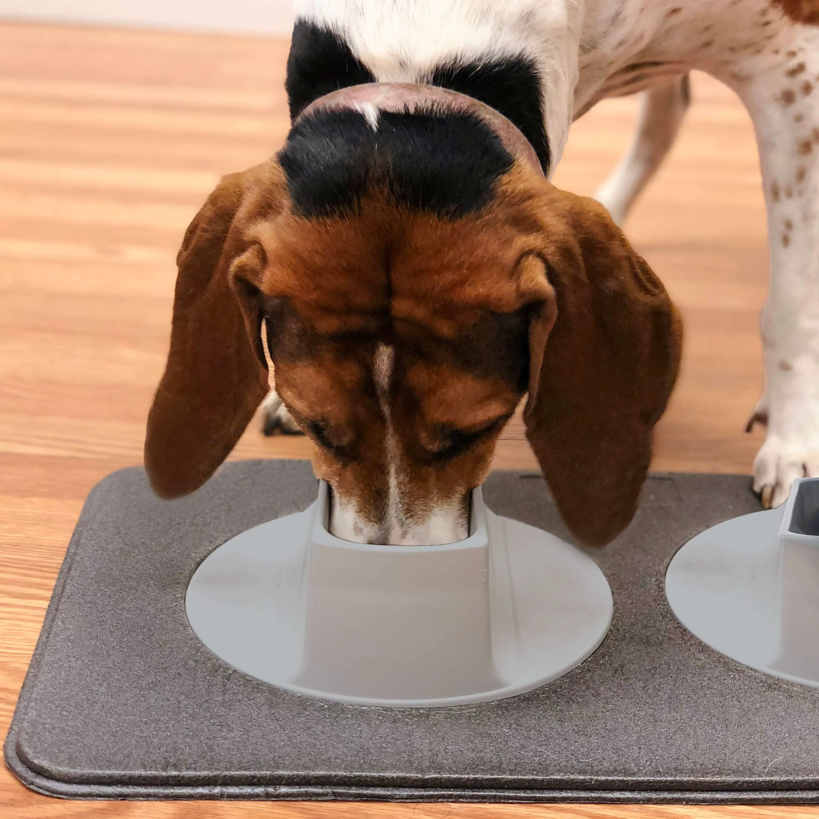 Responsible Ear-Clear Pet Feeding Station Certified