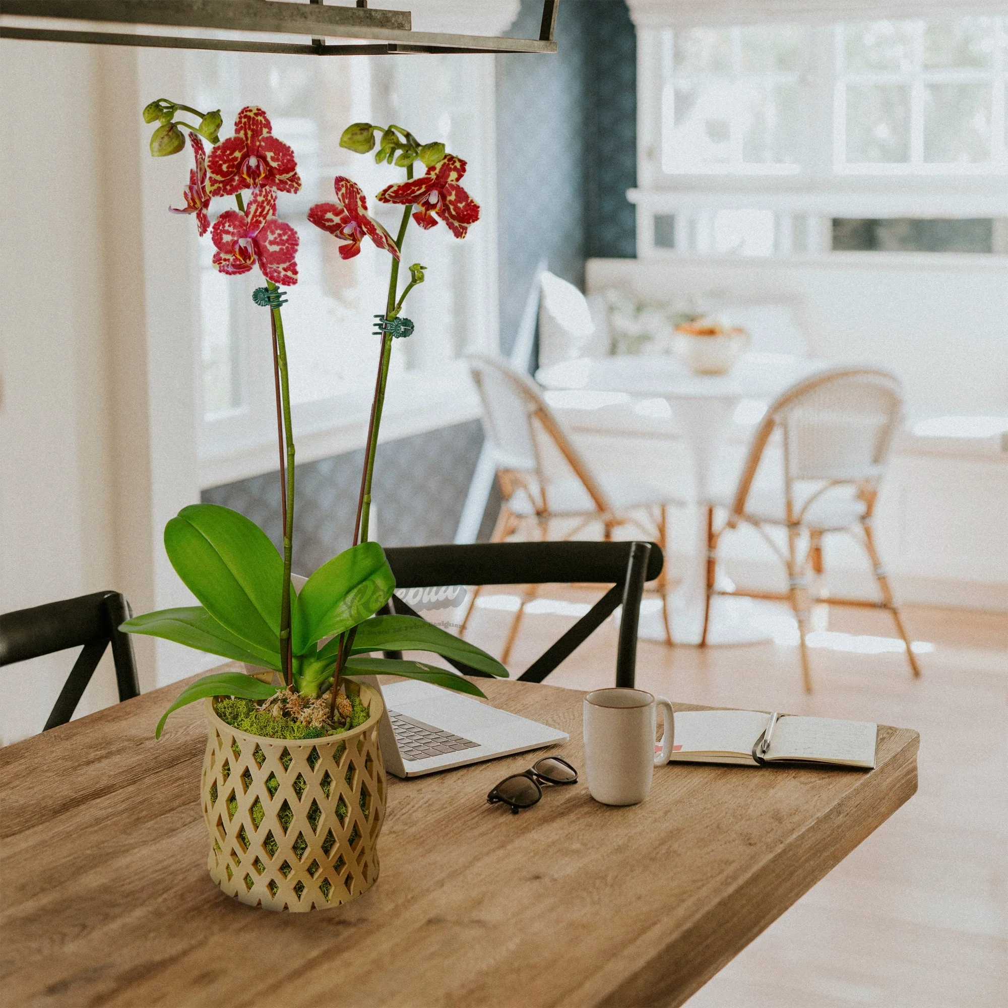 Expertly Made Capricious Orchid Planter Pot Exclusive