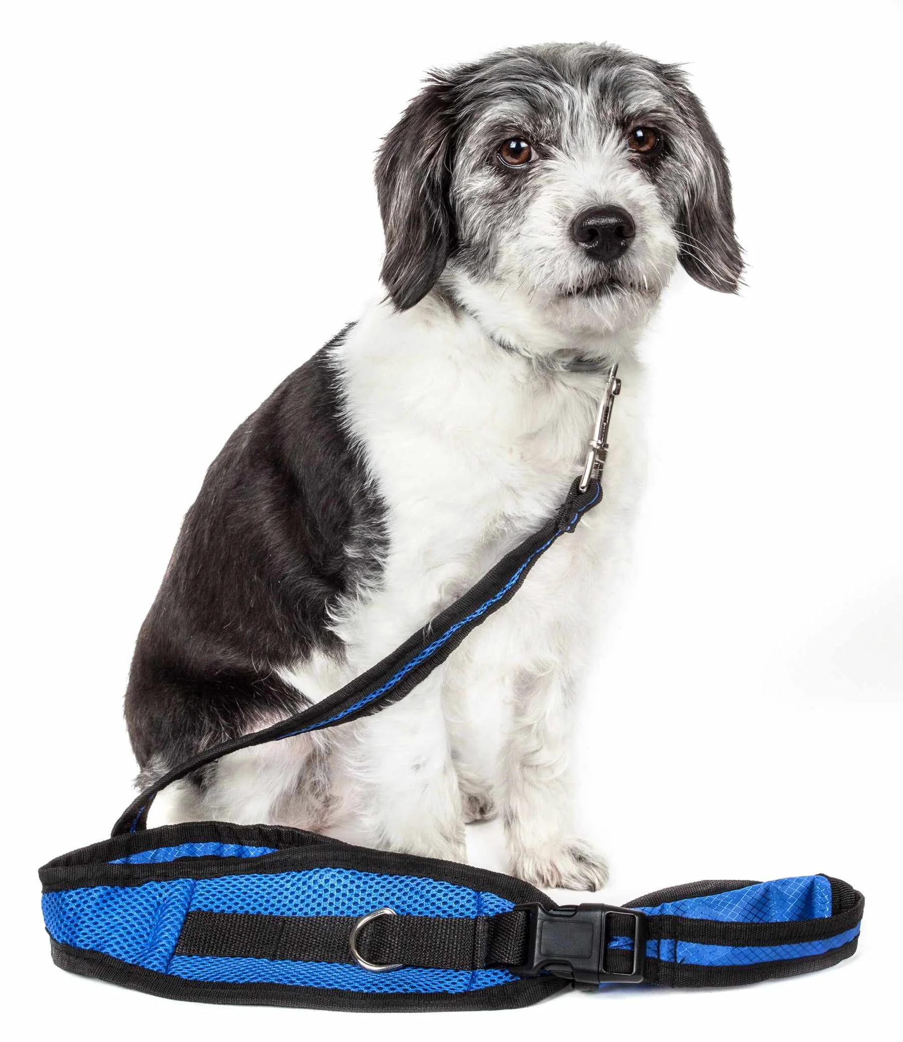Traditional Pet Life Echelon Hands And Convertible 2-In-1 Training Dog Leash And Pet Belt With Pouch Clean